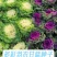 新创粉黛羽衣甘蓝种子可食用可观赏菜籽卷叶甘兰种籽阳台