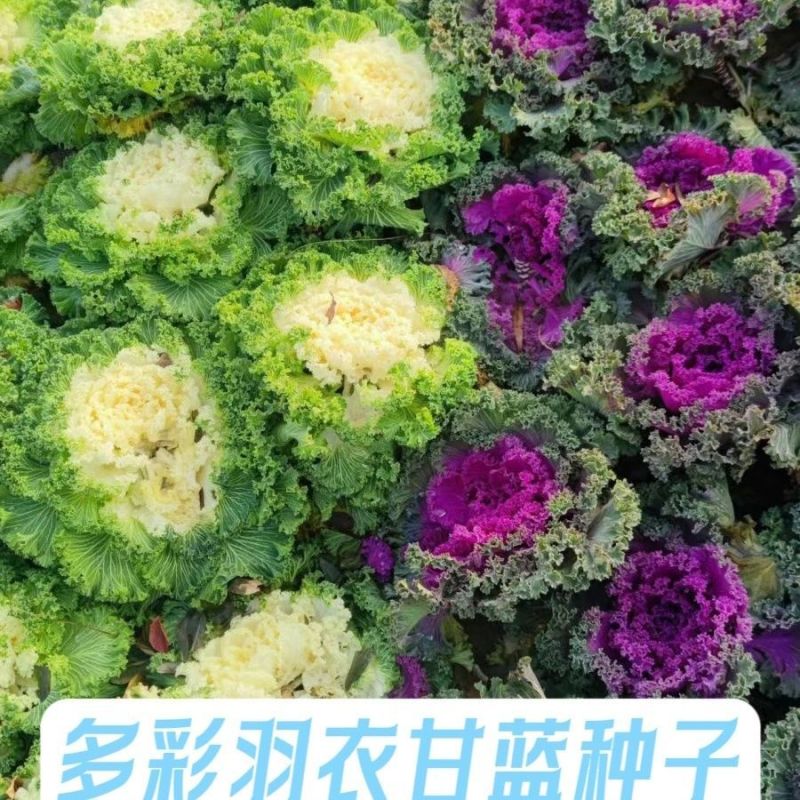 新创粉黛羽衣甘蓝种子可食用可观赏菜籽卷叶甘兰种籽阳台