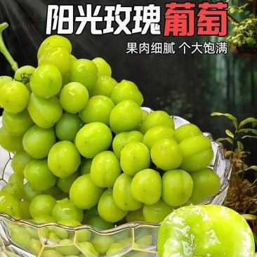 山东精品葡萄《阳光玫瑰》(晴王)上市了，货源充足保质保量