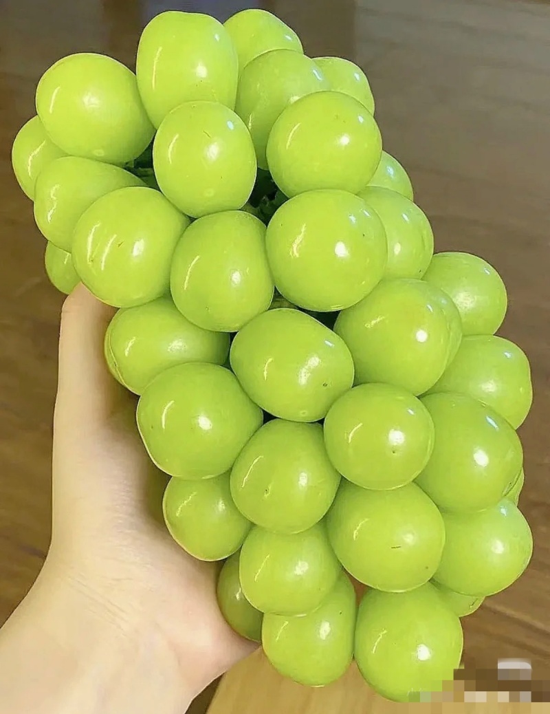 山东精品葡萄《阳光玫瑰》(晴王)上市了，货源充足保质保量
