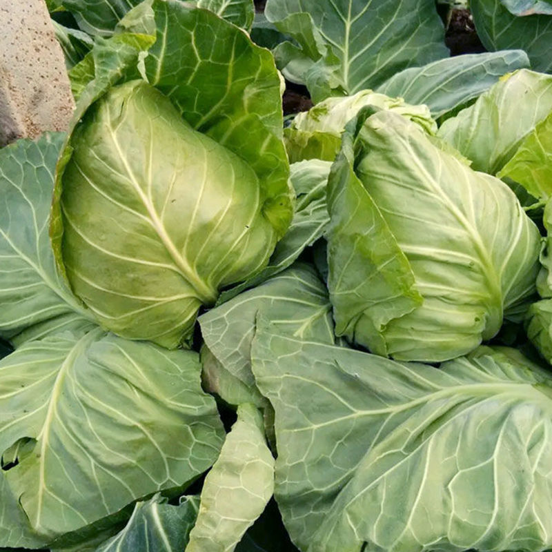 靓妃牛角型甘蓝种子早熟春秋播牛心甘蓝牛心尖头包菜种