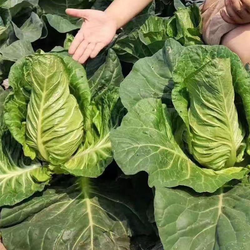 靓妃牛角型甘蓝种子早熟春秋播牛心甘蓝牛心尖头包菜种
