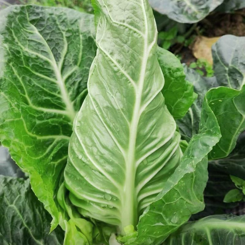 靓妃牛角型甘蓝种子早熟春秋播牛心甘蓝牛心尖头包菜种