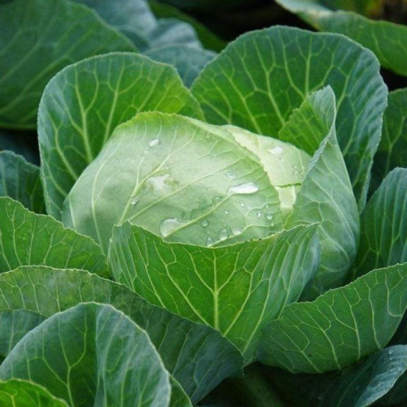 津耘华宝甘蓝种子抗病圆球包菜种籽春秋露地播种蔬菜种子