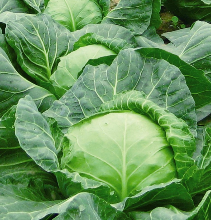 津耘华宝甘蓝种子抗病圆球包菜种籽春秋露地播种蔬菜种子