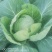 津耘华宝甘蓝种子抗病圆球包菜种籽春秋露地播种蔬菜种子