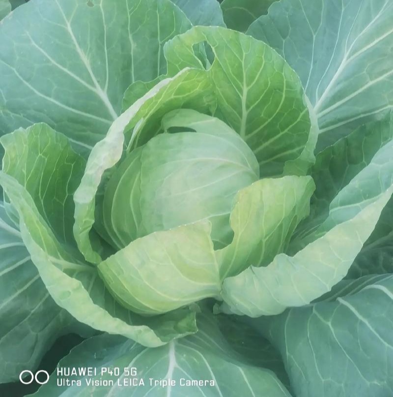 津耘华宝甘蓝种子抗病圆球包菜种籽春秋露地播种蔬菜种子