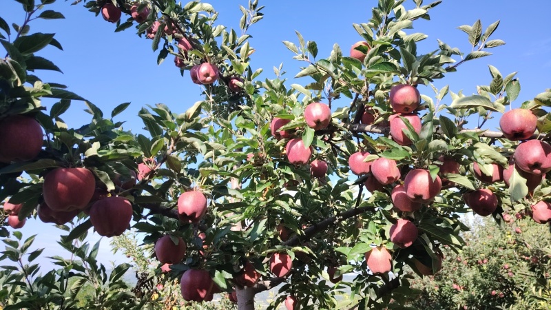 花牛苹果基地直供品质优可对接市场商超现摘现发欢迎咨询