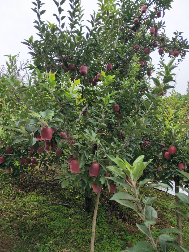花牛苹果基地直供品质优可对接市场商超现摘现发欢迎咨询