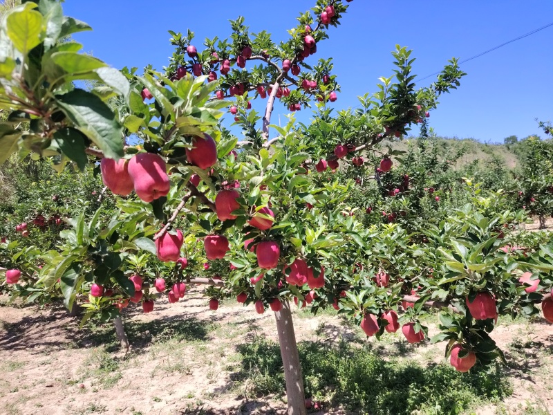花牛苹果基地直供品质优可对接市场商超现摘现发欢迎咨询