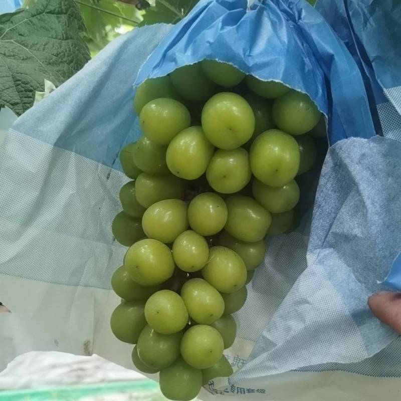阳光玫瑰避雨棚