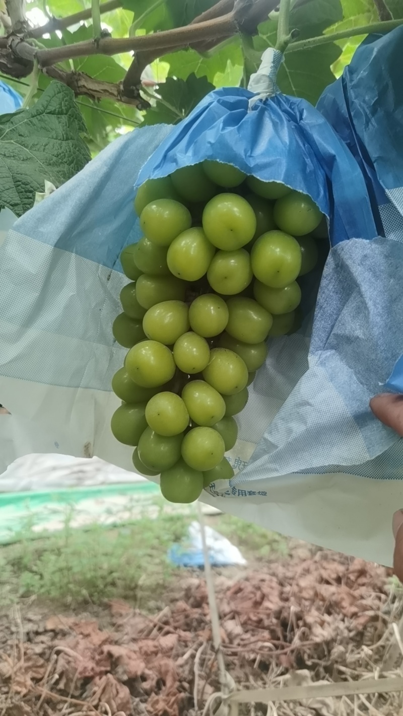 阳光玫瑰避雨棚