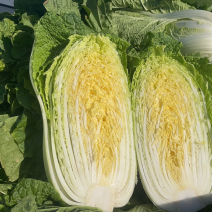 吉林大白菜、高装黄心菜、大小黄包心菜、蛋黄白菜、杠菜
