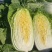 吉林大白菜、高装黄心菜、大小黄包心菜、蛋黄白菜、杠菜