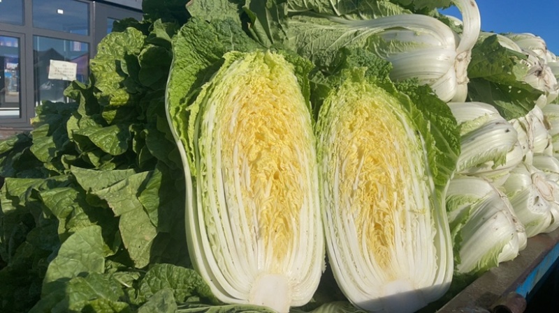 吉林大白菜、高装黄心菜、大小黄包心菜、蛋黄白菜、杠菜