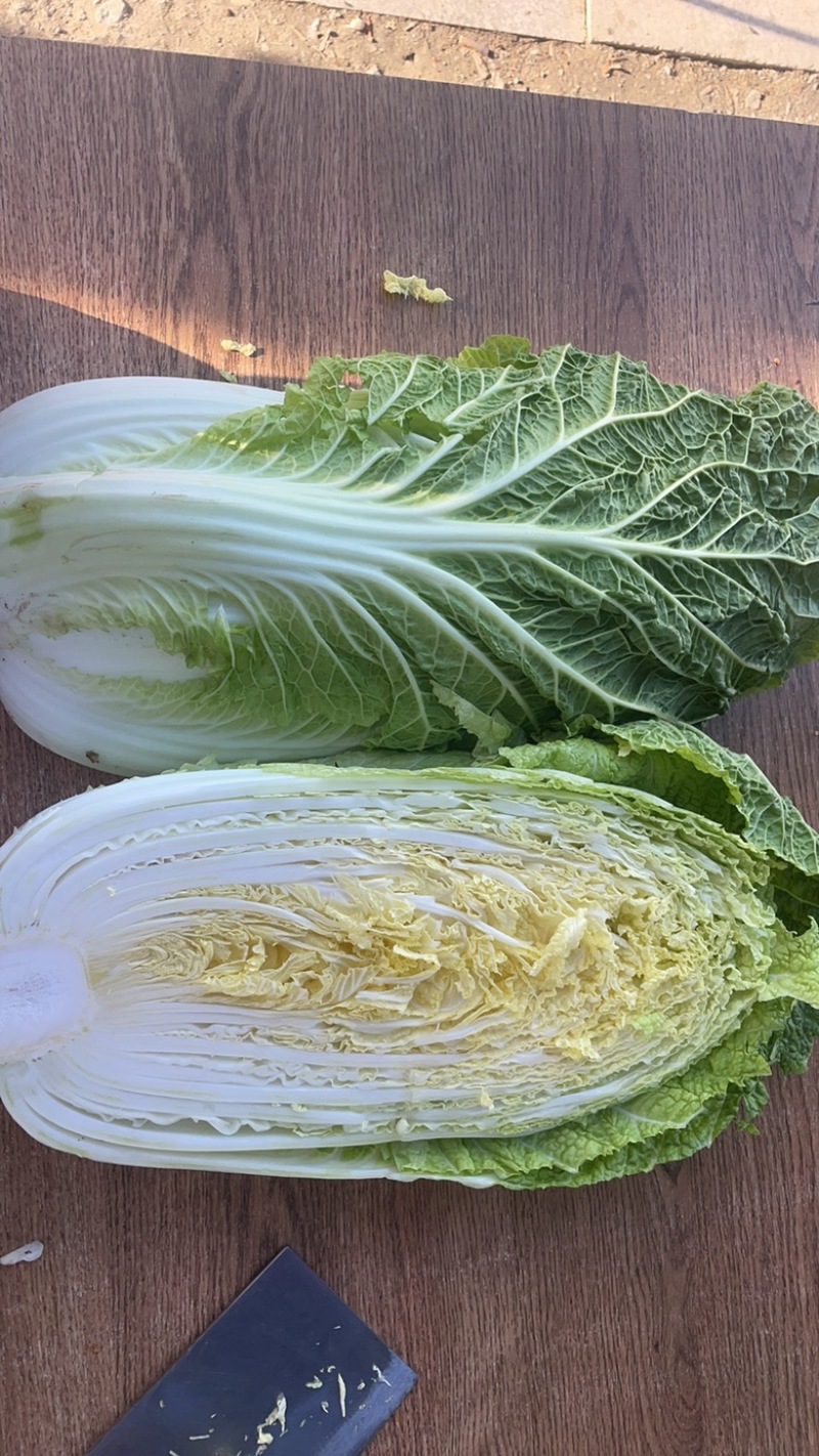 吉林大白菜、高装黄心菜、大小黄包心菜、蛋黄白菜、杠菜