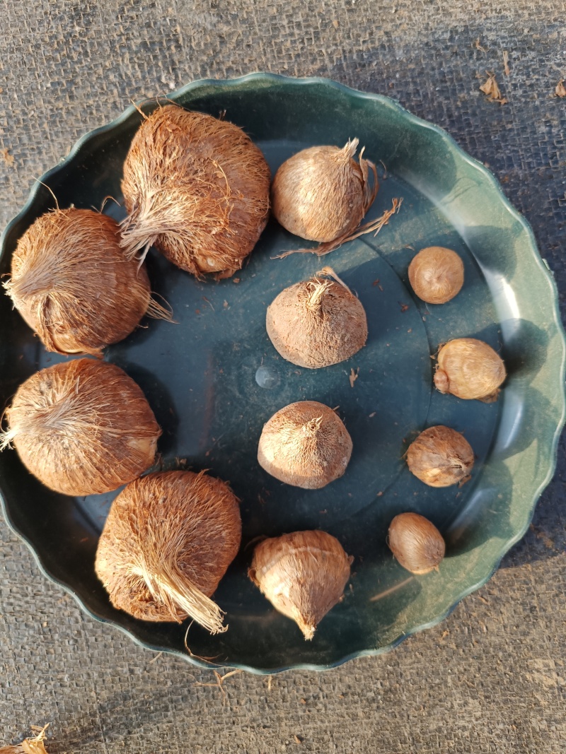 香雪兰种球基地直发，电商绿化。花海，盆栽，大棚鲜切花。
