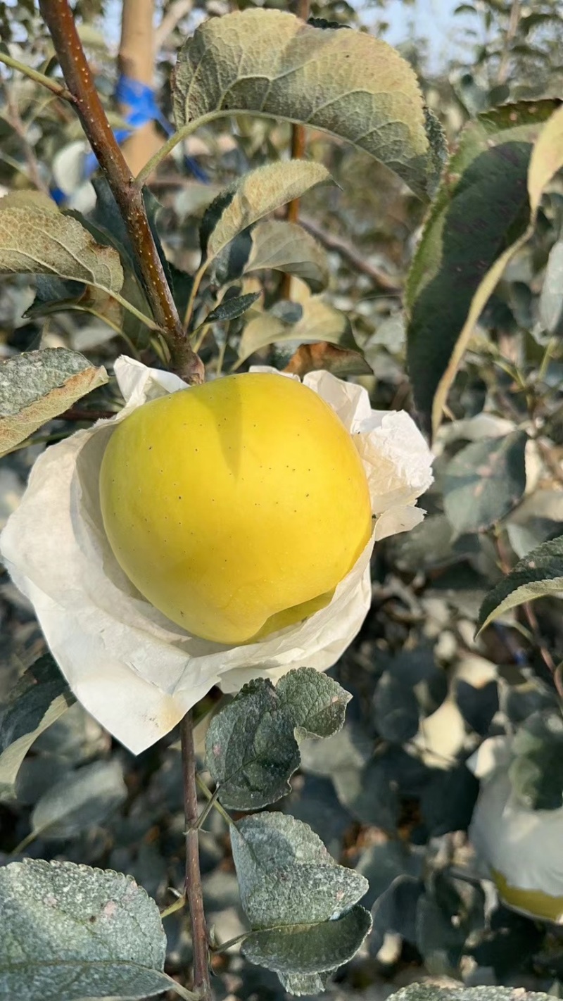 青森水蜜桃苹果大量上市口感脆甜无酸水分足专业对接各大市场