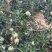 青森水蜜桃苹果大量上市口感脆甜无酸水分足专业对接各大市场