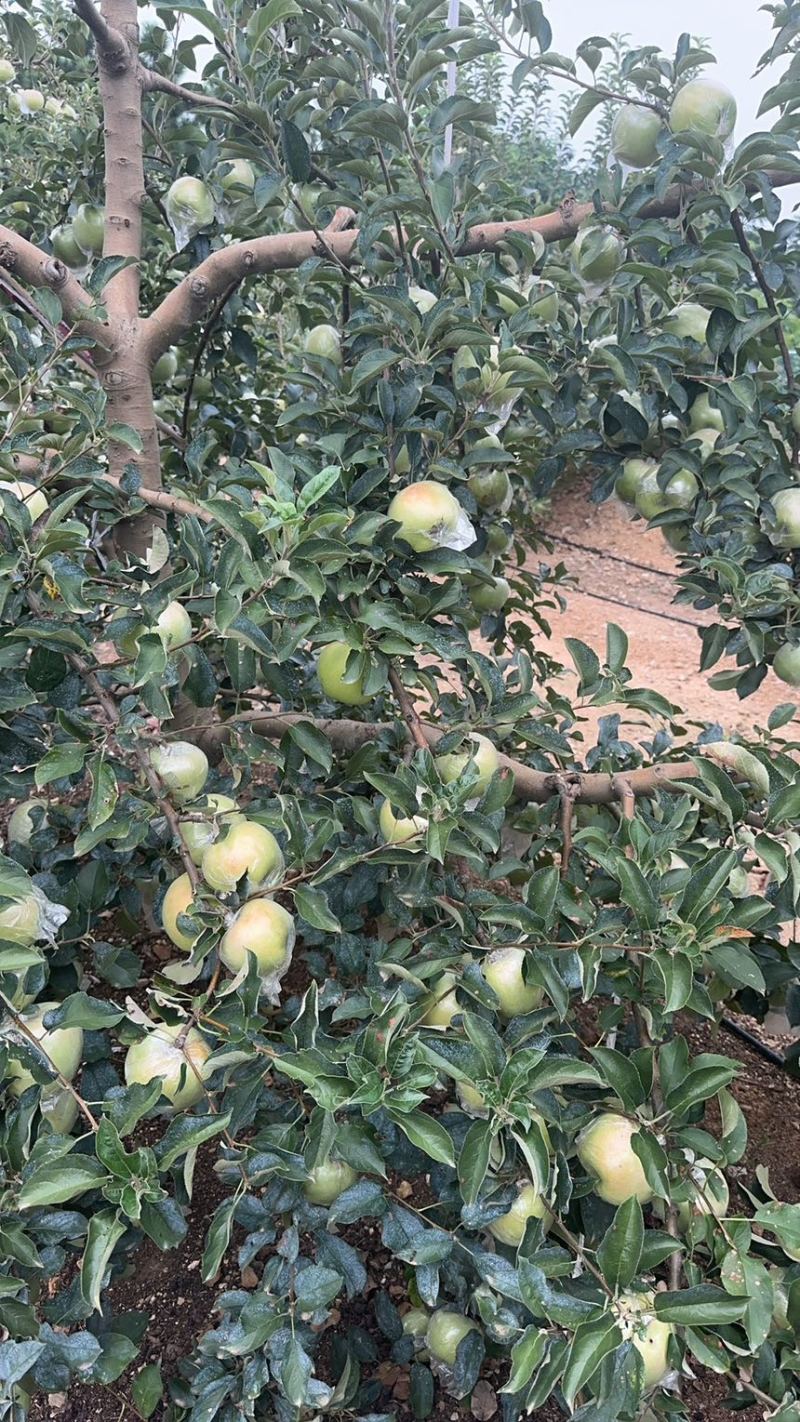 青森水蜜桃苹果大量上市口感脆甜无酸水分足专业对接各大市场