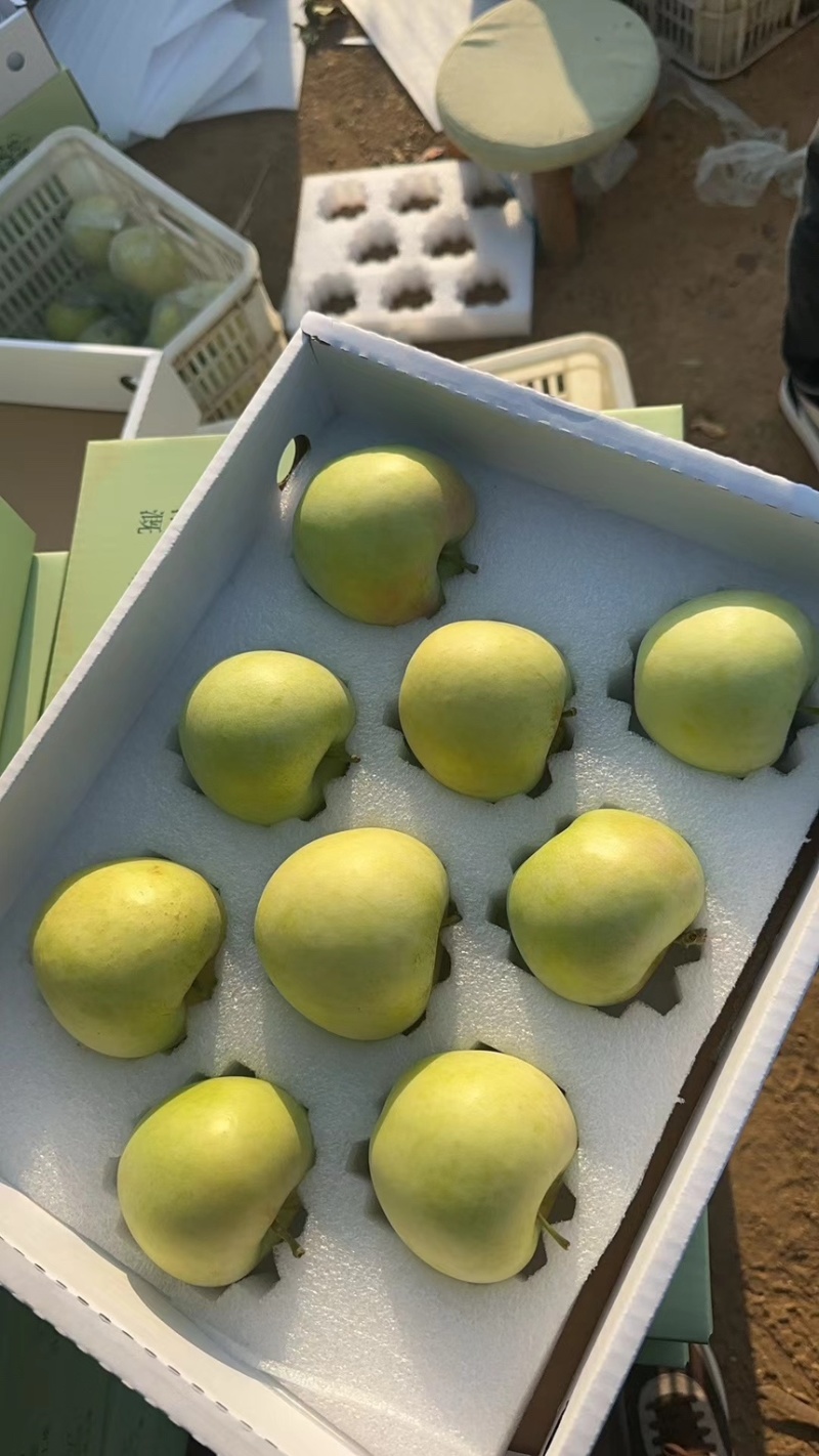 青森水蜜桃苹果大量上市口感脆甜无酸水分足专业对接各大市场