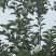 青森水蜜桃苹果大量上市口感脆甜无酸水分足专业对接各大市场