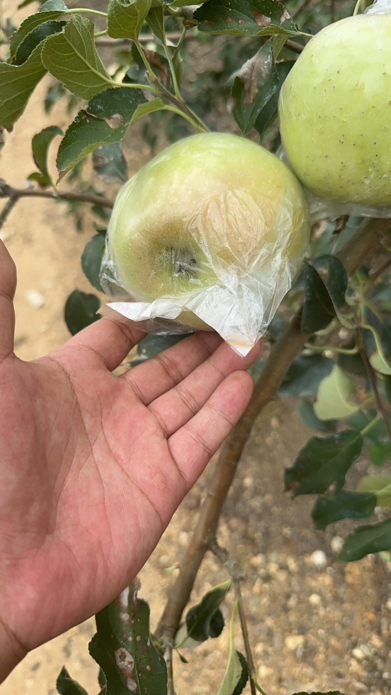 青森水蜜桃苹果大量上市口感脆甜无酸水分足专业对接各大市场