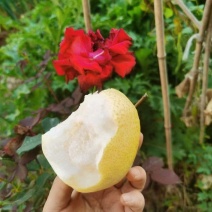 精品酥梨