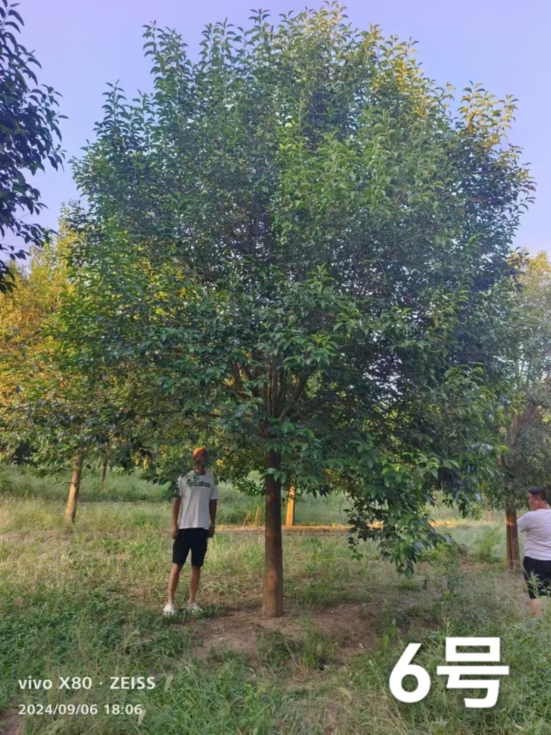 精品大叶女贞货源充足量大从优质量保证欢迎咨询