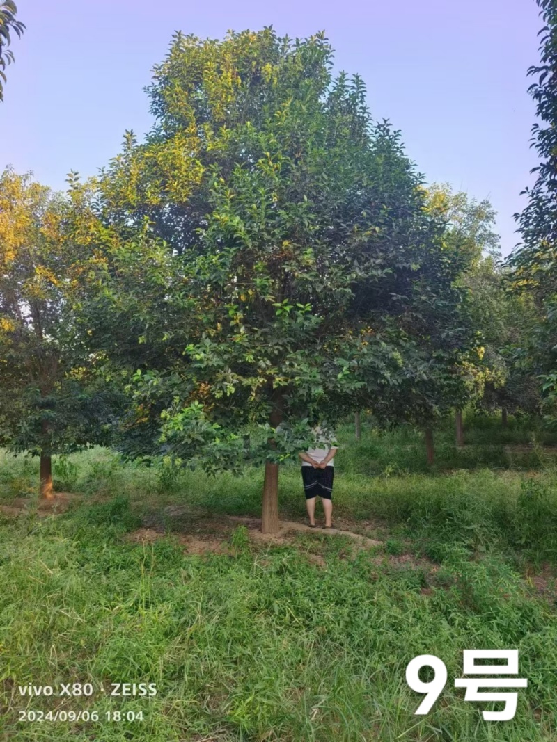 精品大叶女贞货源充足量大从优质量保证欢迎咨询
