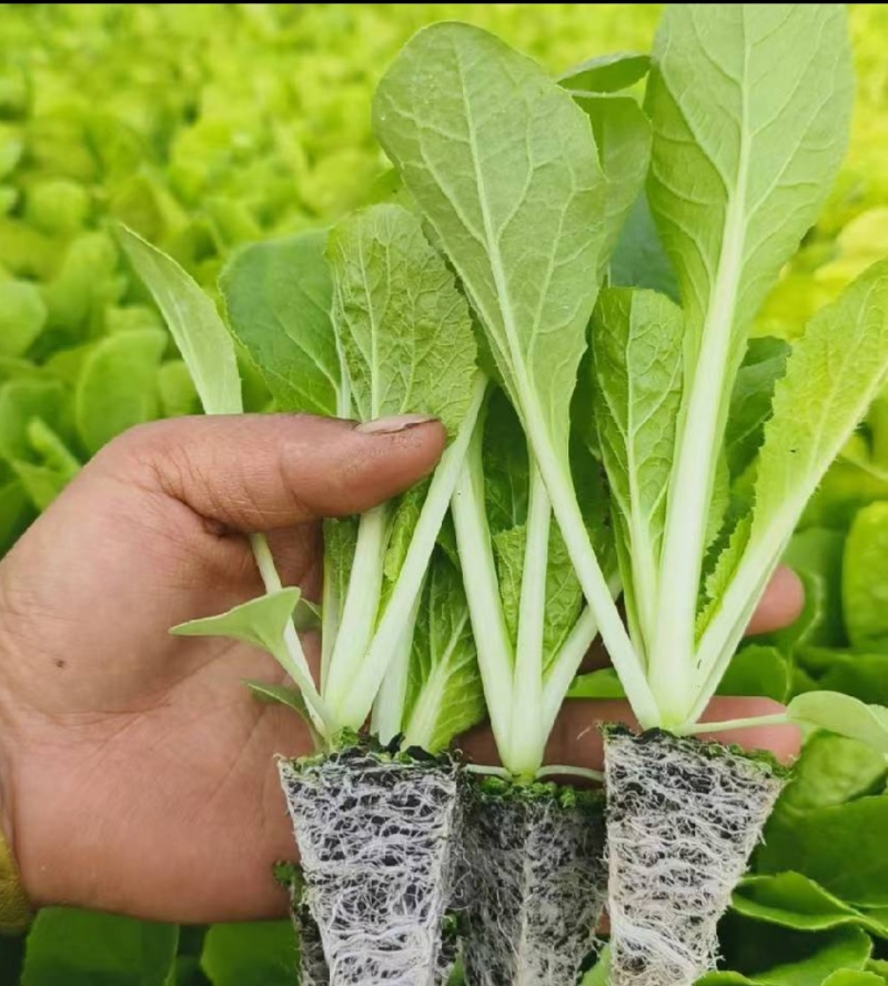 白菜苗耐寒耐旱好存活价格低包售后批发全国发货来电订货