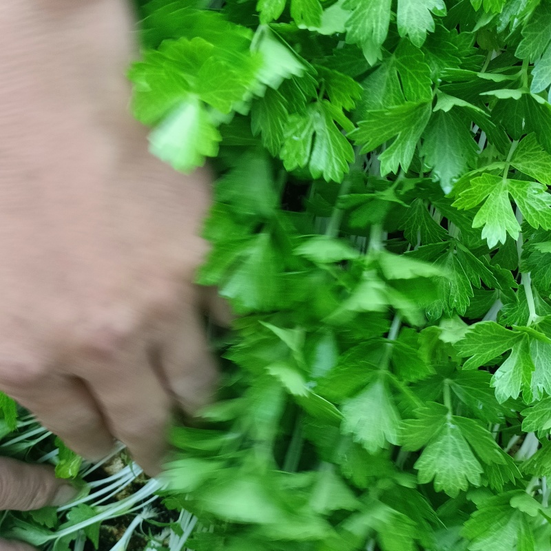 精品全国芹菜苗批发，大量有货，包售后，欢迎选购