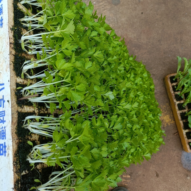 精品全国芹菜苗批发，大量有货，包售后，欢迎选购
