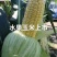 粘玉米水果玉米无虫眼无烂头全国直销，个头合适