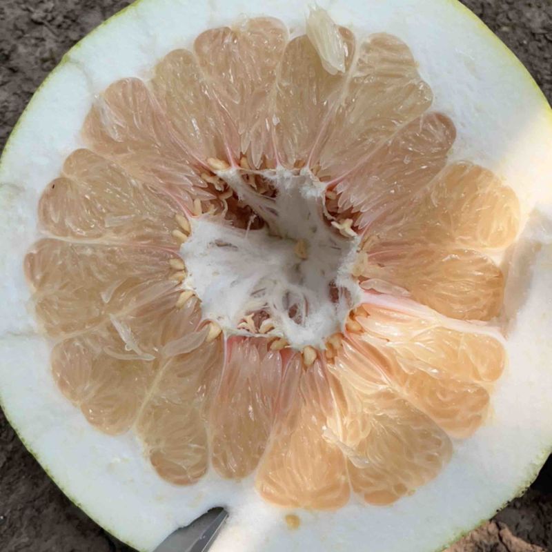 湖北宜昌红心蜜柚白心蜜柚大量上市中，水份充足果面光滑！
