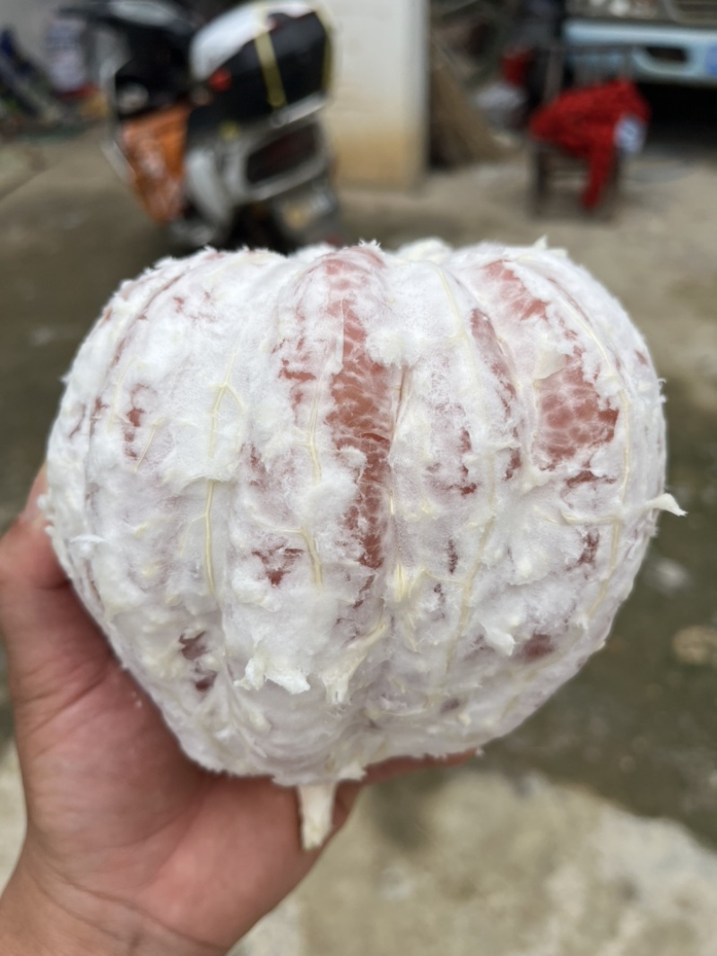 湖北宜昌红心蜜柚白心蜜柚大量上市中，水份充足果面光滑！