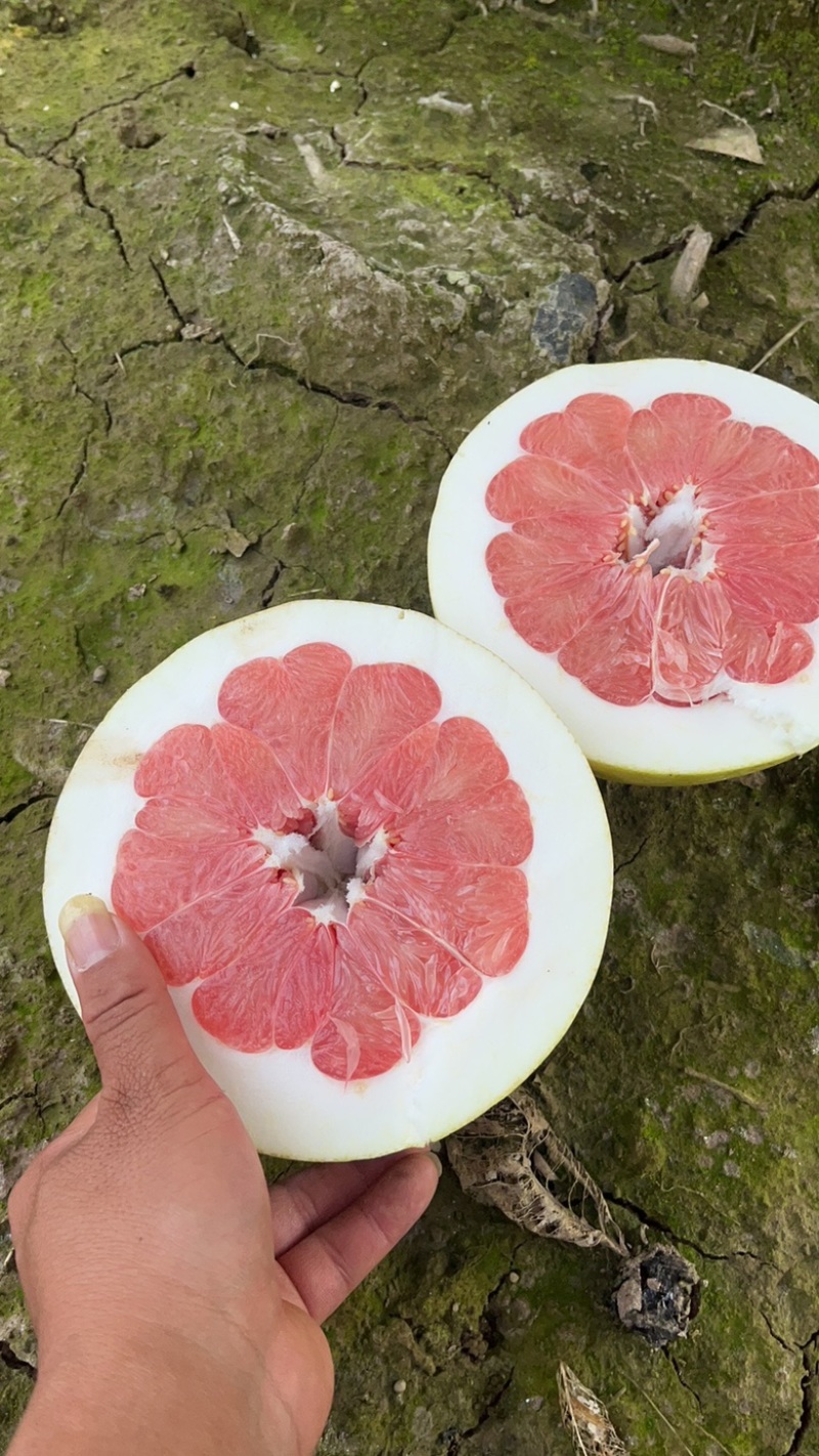 湖北宜昌红心蜜柚白心蜜柚大量上市中，水份充足果面光滑！