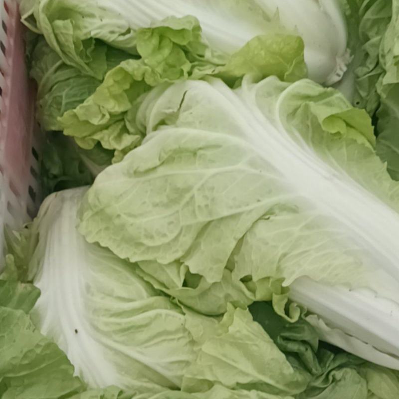 大白菜