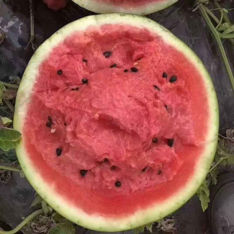 西瓜长期供货正宗