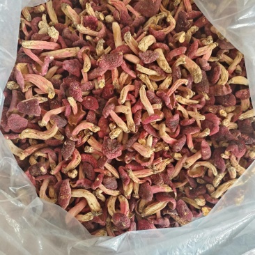 精选小红菇
