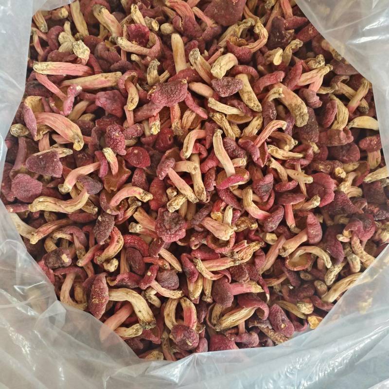 精选小红菇