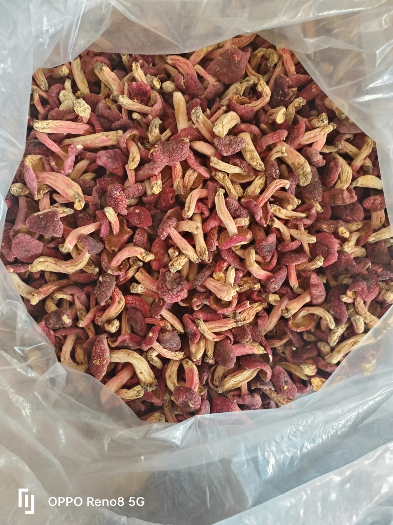 精选小红菇