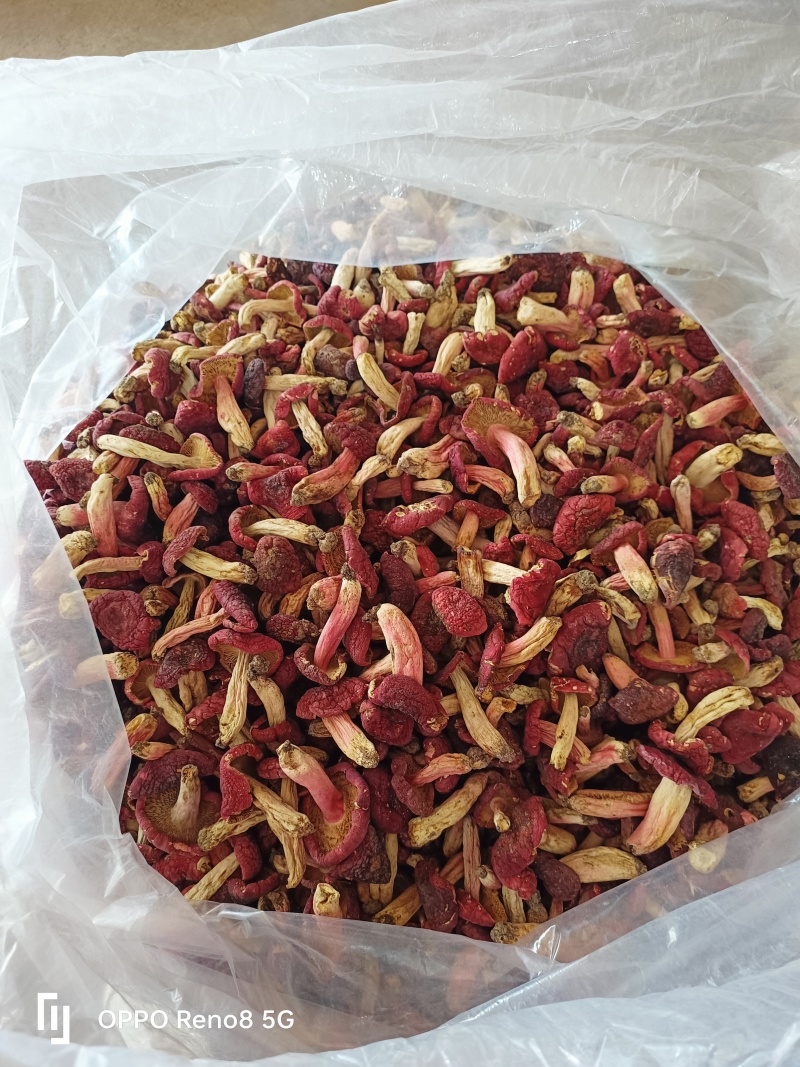 精选小红菇