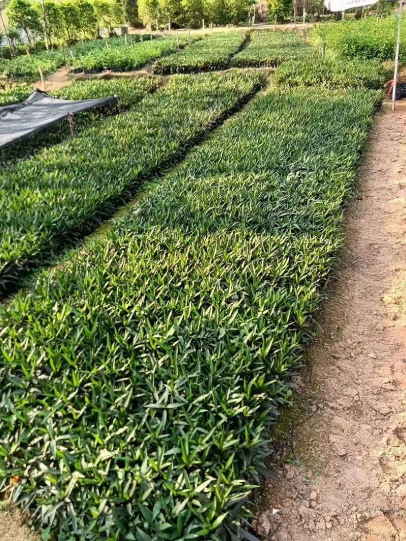 翠芦莉小杯中杯基地直发质量优质