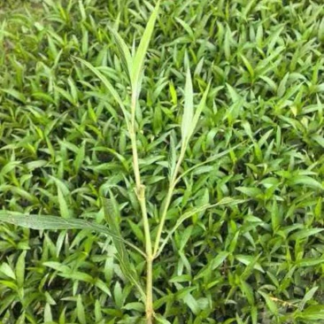 翠芦莉小杯中杯基地直发质量优质
