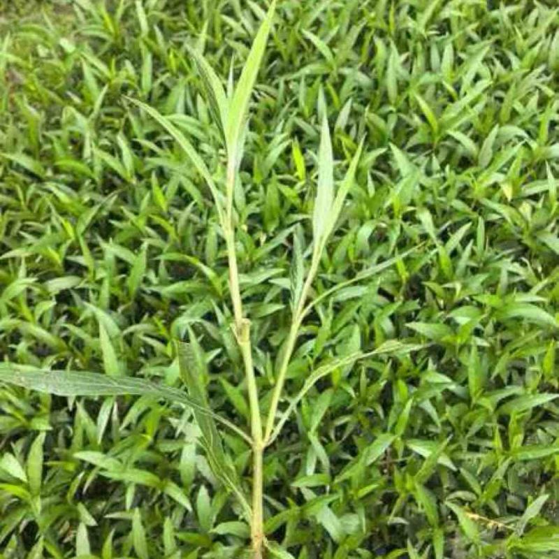 翠芦莉小杯中杯基地直发质量优质
