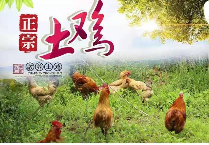 【包邮】白条鸡活鸡公鸡农村散养大公鸡现杀土鸡新鲜鸡肉整只