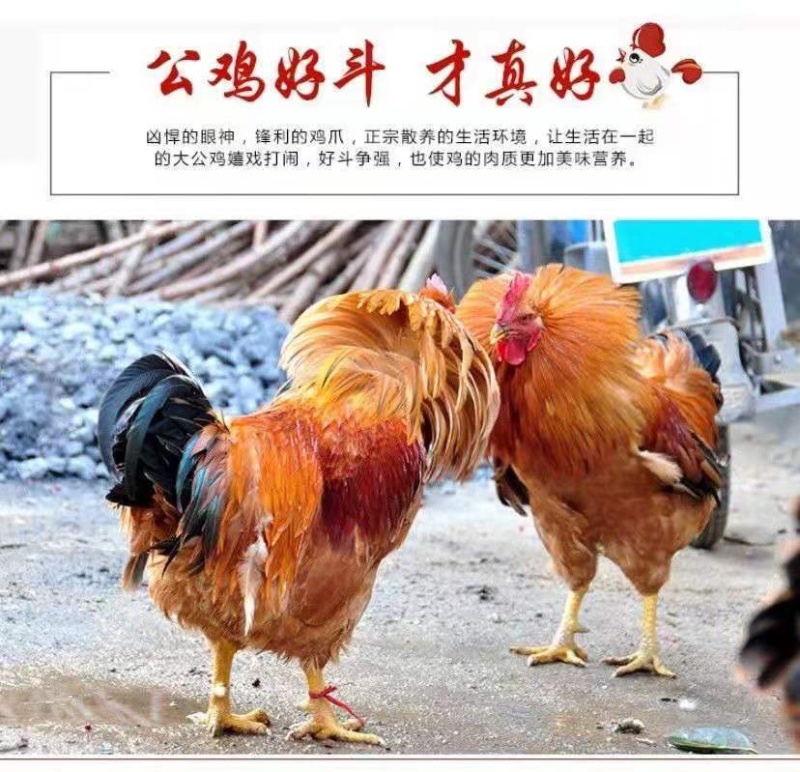 【包邮】白条鸡活鸡公鸡农村散养大公鸡现杀土鸡新鲜鸡肉整只