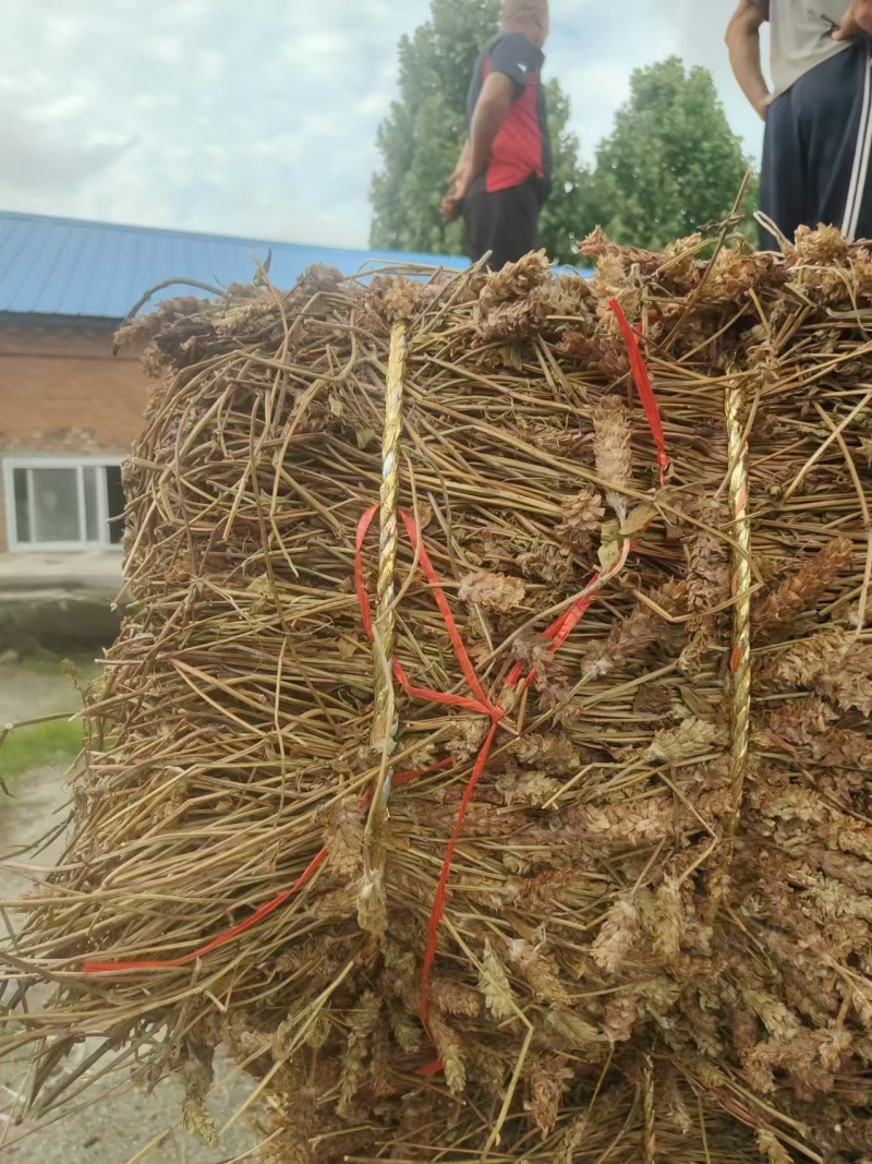 夏枯草，产地直发，货源保证，全年供货可视频看货