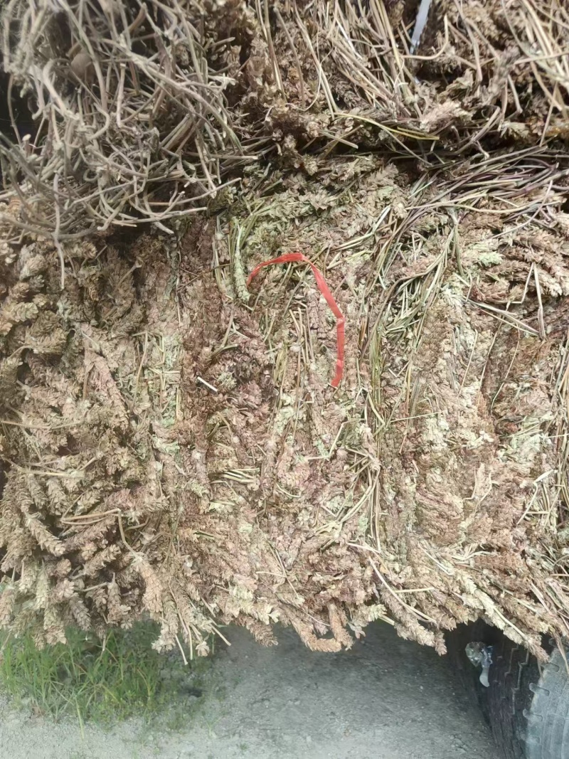 夏枯草，产地直发，货源保证，全年供货可视频看货